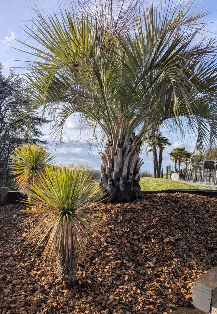 Palmier, butia, trachycarpus, chamaerops